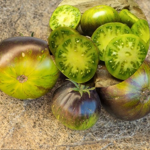 Solanum lycopersicum 'Xanadu Green Goddess' - Harilik tomat 'Xanadu Green Goddess' P9/0,55L